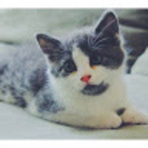 Meet your Posher, Emmanuel